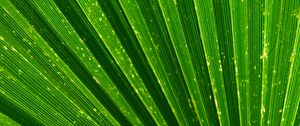 Preview wallpaper leaf, palm, texture, green, plant