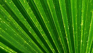 Preview wallpaper leaf, palm, texture, green, plant
