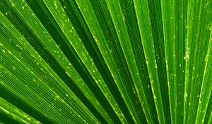 Preview wallpaper leaf, palm, texture, green, plant