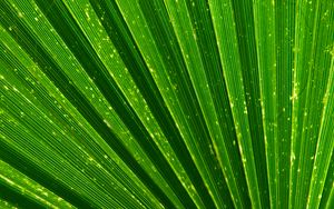 Preview wallpaper leaf, palm, texture, green, plant