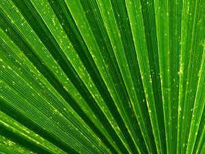 Preview wallpaper leaf, palm, texture, green, plant