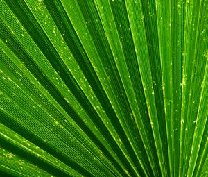 Preview wallpaper leaf, palm, texture, green, plant