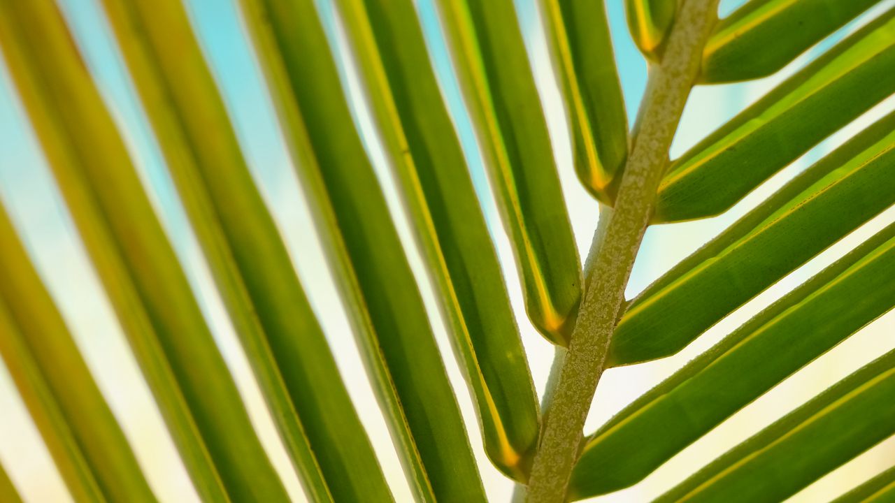 Wallpaper leaf, palm tree, branch, close-up