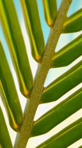 Preview wallpaper leaf, palm tree, branch, close-up