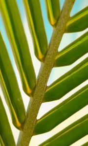 Preview wallpaper leaf, palm tree, branch, close-up