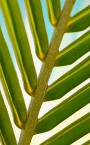 Preview wallpaper leaf, palm tree, branch, close-up