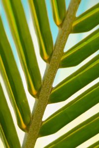 Preview wallpaper leaf, palm tree, branch, close-up