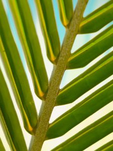 Preview wallpaper leaf, palm tree, branch, close-up