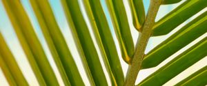 Preview wallpaper leaf, palm tree, branch, close-up