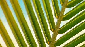 Preview wallpaper leaf, palm tree, branch, close-up