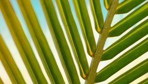 Preview wallpaper leaf, palm tree, branch, close-up