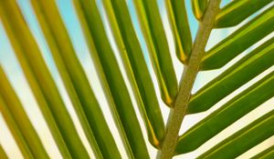 Preview wallpaper leaf, palm tree, branch, close-up