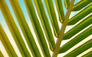 Preview wallpaper leaf, palm tree, branch, close-up