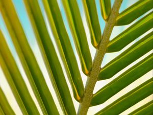 Preview wallpaper leaf, palm tree, branch, close-up