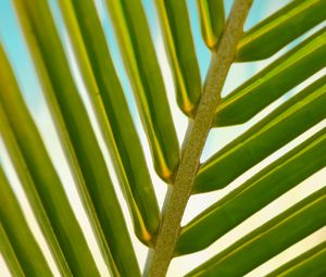 Preview wallpaper leaf, palm tree, branch, close-up