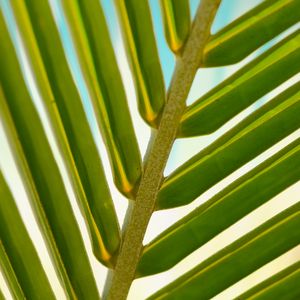 Preview wallpaper leaf, palm tree, branch, close-up