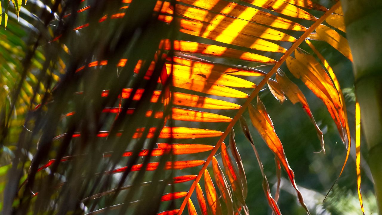Wallpaper leaf, palm tree, light