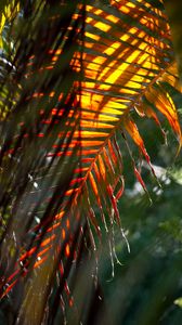 Preview wallpaper leaf, palm tree, light