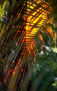 Preview wallpaper leaf, palm tree, light