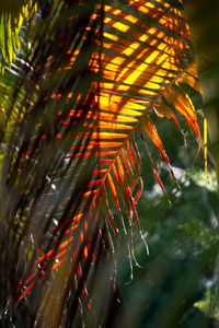 Preview wallpaper leaf, palm tree, light