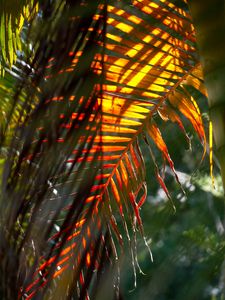 Preview wallpaper leaf, palm tree, light