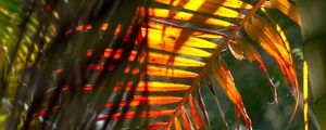 Preview wallpaper leaf, palm tree, light
