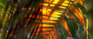 Preview wallpaper leaf, palm tree, light