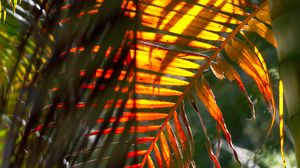 Preview wallpaper leaf, palm tree, light