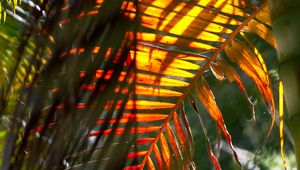 Preview wallpaper leaf, palm tree, light