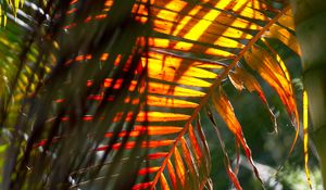 Preview wallpaper leaf, palm tree, light