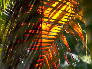 Preview wallpaper leaf, palm tree, light