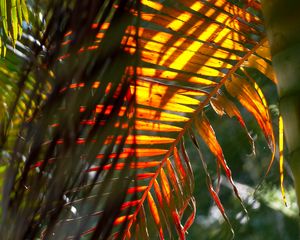 Preview wallpaper leaf, palm tree, light