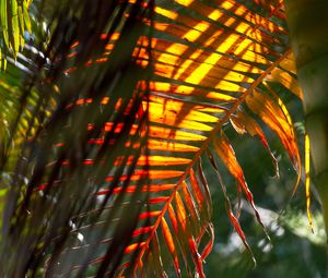 Preview wallpaper leaf, palm tree, light