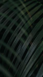 Preview wallpaper leaf, palm tree, plant, green