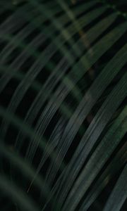 Preview wallpaper leaf, palm tree, plant, green