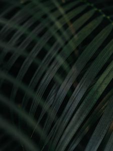 Preview wallpaper leaf, palm tree, plant, green