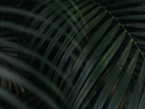 Preview wallpaper leaf, palm tree, plant, green