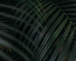 Preview wallpaper leaf, palm tree, plant, green