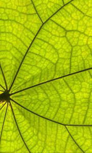 Preview wallpaper leaf, plant, background, macro