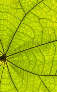 Preview wallpaper leaf, plant, background, macro