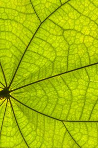 Preview wallpaper leaf, plant, background, macro