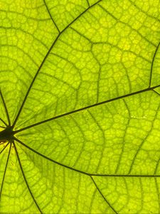 Preview wallpaper leaf, plant, background, macro