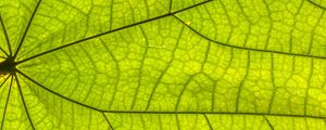 Preview wallpaper leaf, plant, background, macro