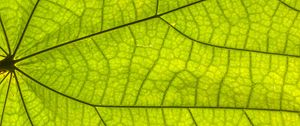 Preview wallpaper leaf, plant, background, macro