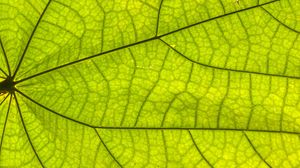 Preview wallpaper leaf, plant, background, macro