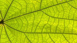 Preview wallpaper leaf, plant, background, macro