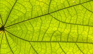 Preview wallpaper leaf, plant, background, macro