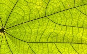 Preview wallpaper leaf, plant, background, macro