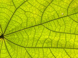 Preview wallpaper leaf, plant, background, macro