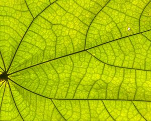 Preview wallpaper leaf, plant, background, macro